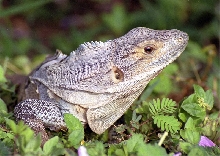 Black Spiny-Tailed Iguana (Ctenosaura similis)