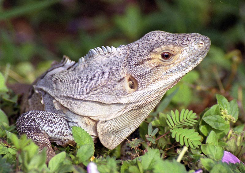 Black Spiny-Tailed Iguana (Ctenosaura similis)