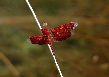 Borneo Dragonfly (Neurothemis spp.)