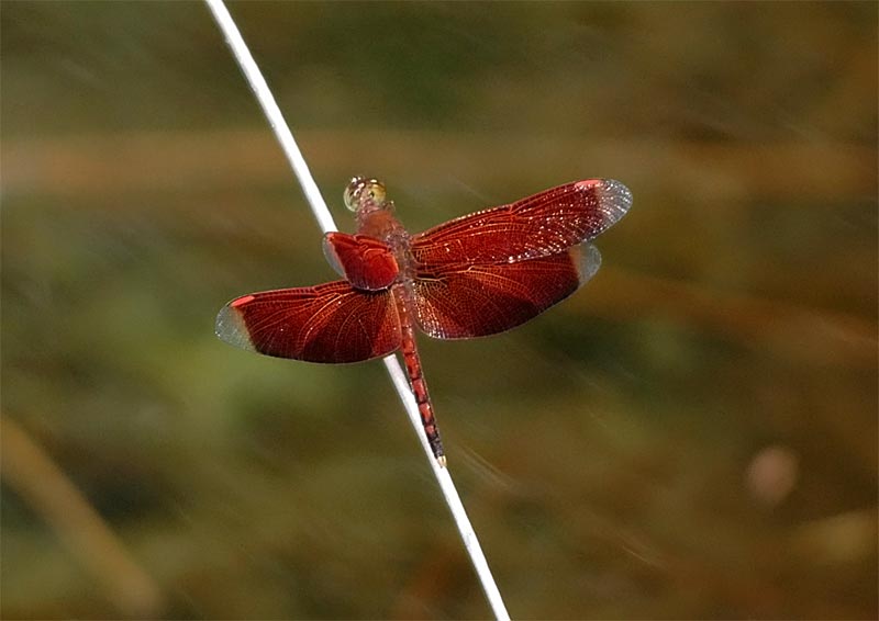 Borneo Dragonfly (Neurothemis spp.)
