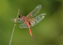 Unknown Borneo Dragonfly