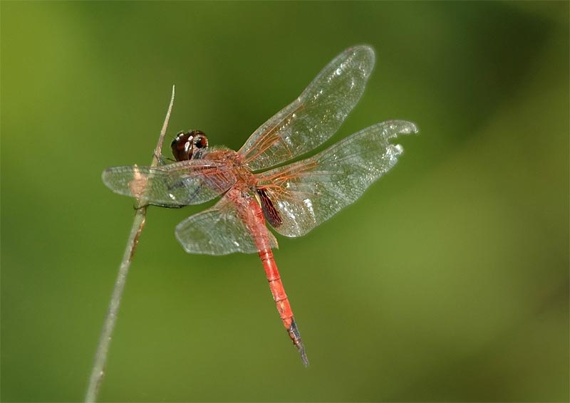 Unknown Borneo Dragonfly