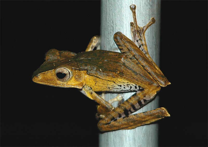 File-eared Tree Frog