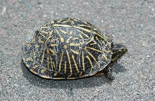 Florida Box Turtle (Terrapene carolina bauri)