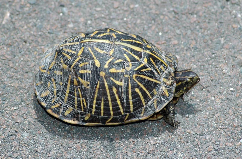 Florida Box Turtle (Terrapene carolina bauri)