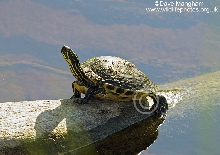 Which Turtle?