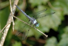 Great Blue Skimmer (Libellula vibrans)