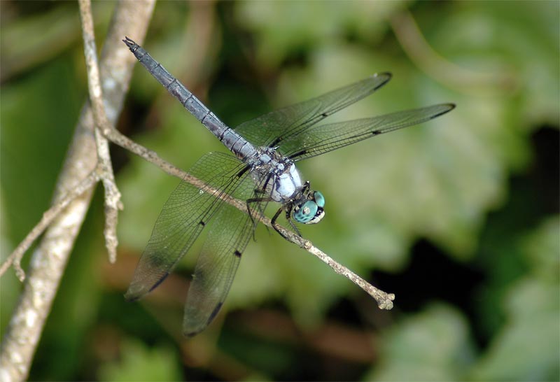 Great Blue Skimmer (Libellula vibrans)