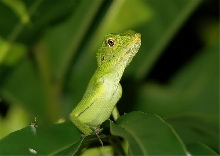Green Crested Lizard (Bronchocela cristatella)