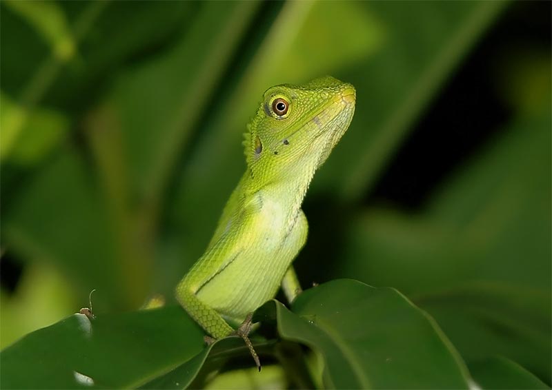 Green Crested Lizard (Bronchocela cristatella)