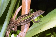 Kentropyx borckiana