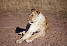 Lion (Panthera leo)