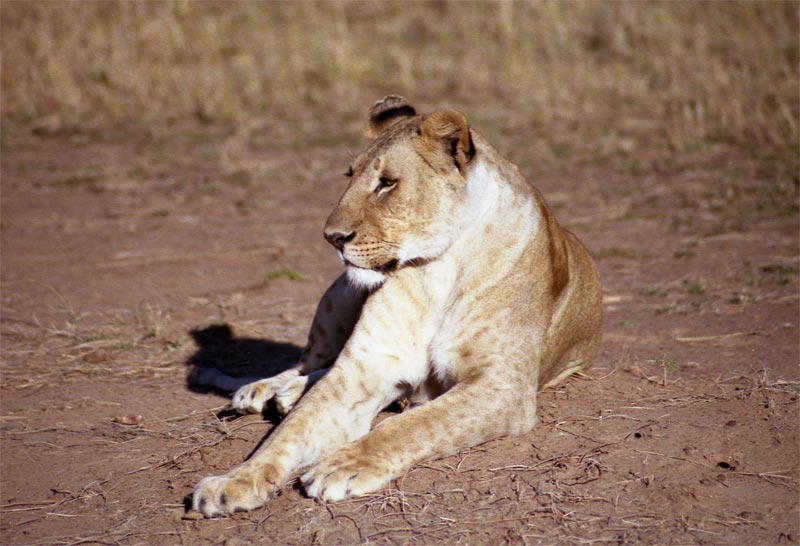 Lion (Panthera leo)
