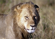Lion (Panthera leo)