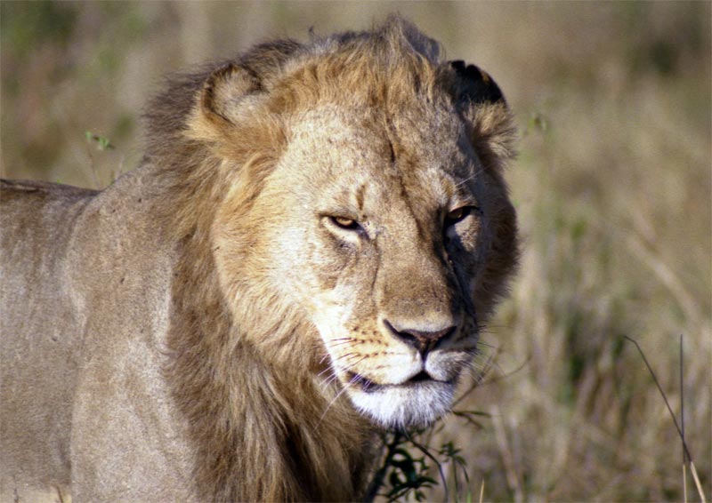 Lion (Panthera leo)