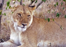 Lion (Panthera leo)