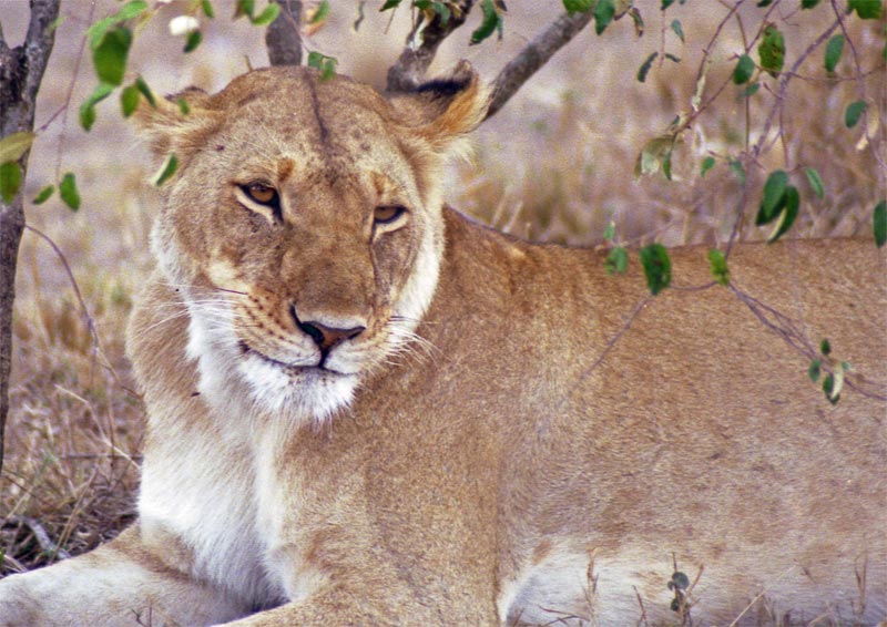 Lion (Panthera leo)