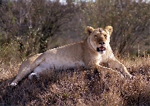 Lion (Panthera leo)