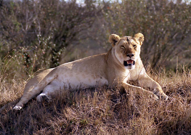 Lion (Panthera leo)