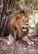The King of Beasts!