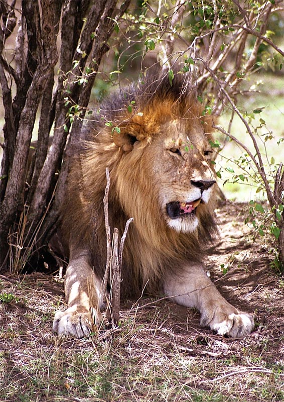 The King of Beasts!