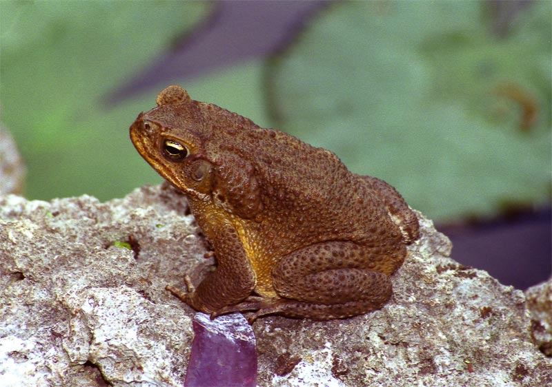 Marine Toad (Bufo marinus)