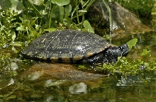Yellowbelly Slider (t. scripta scripta)