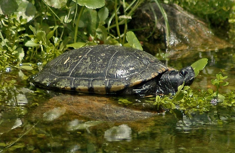 Yellowbelly Slider (t. scripta scripta)