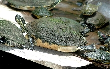 Peninsula Cooter (Pseudemys floridana peninsularis)