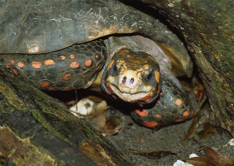 Red-footed tortoise (Geochelone carbonaria)