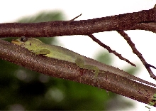 Richards Anole (Anolis richardii)