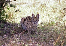 Serval (Felis serval), having lunch!