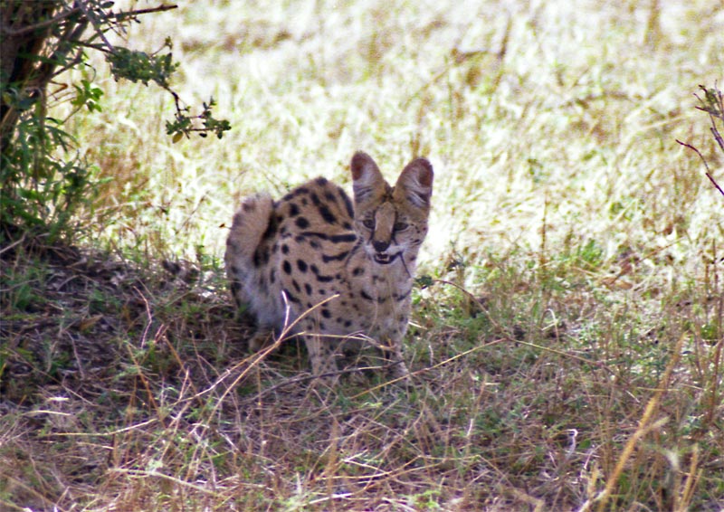 Serval (Felis serval), having lunch!