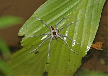 Unknown species of Borneo Spider