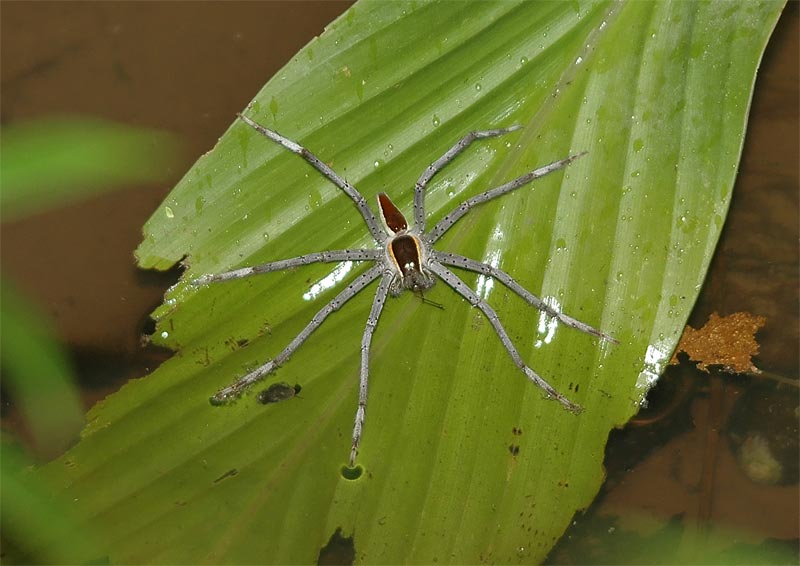 Unknown species of Borneo Spider