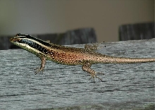 Striped Tree Skink