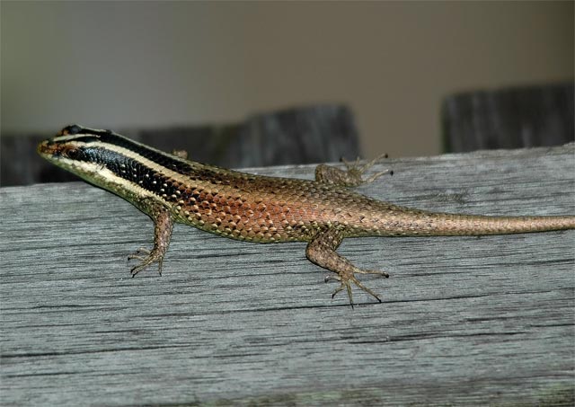Striped Tree Skink