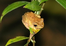 Unidentified frog???