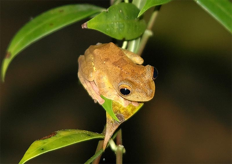 Unidentified frog???