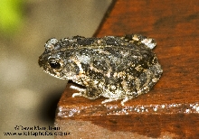 Unidentified toad. I.D. help requested!
