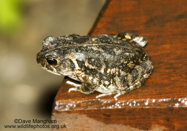 Unidentified toad. I.D. help requested!