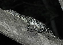 Juvenile Water Monitor (Varanus salvator) at rest