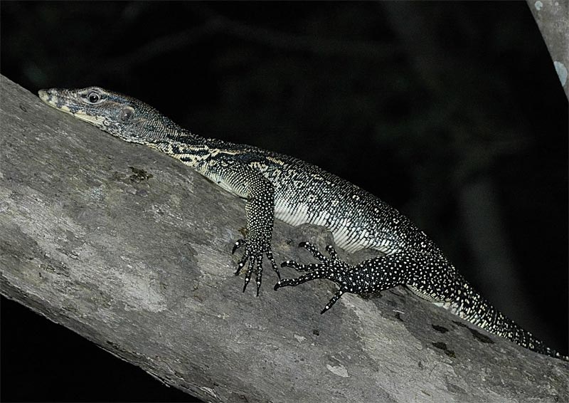 Juvenile Water Monitor (Varanus salvator) at rest