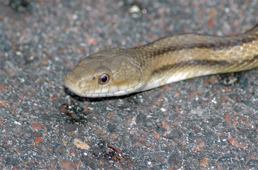 Yellow Rat Snake