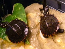 QQ TURTLES