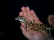 red ackie
