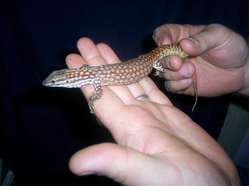 red ackie