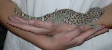 Tame Tokay