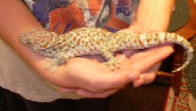 Another pic of my tame tokay