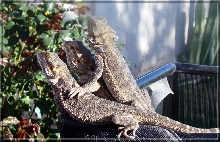 Beardie Hug